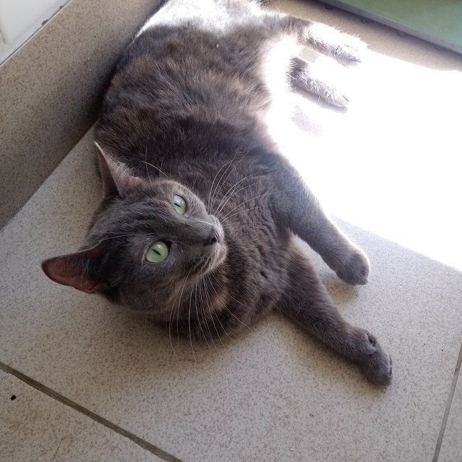 #PraCegoVer: Fotografia da gatinha Princesa. Ela é cinza, e tem os olhos verdes. Ela está deitada tomando sol.